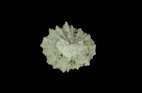 藏品(星笠螺)的圖片